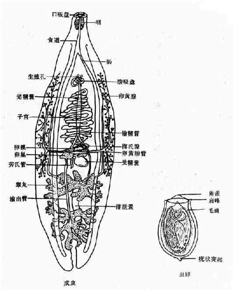 騷擾錐椿|錐蟲:分類,形態,生活史,致病性,初發反應期,血淋巴期,腦膜腦炎期,。